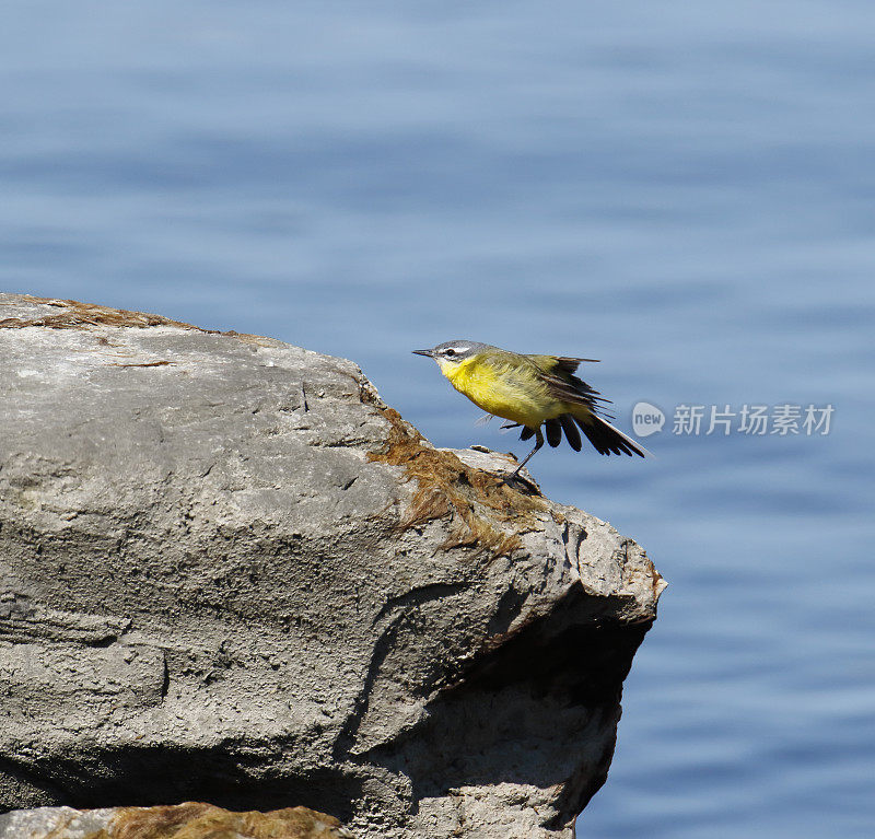 黄Wagtail (Motacilla flava)翅膀展开